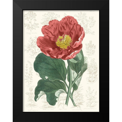 Peony Flower Garden I Black Modern Wood Framed Art Print by Vision Studio