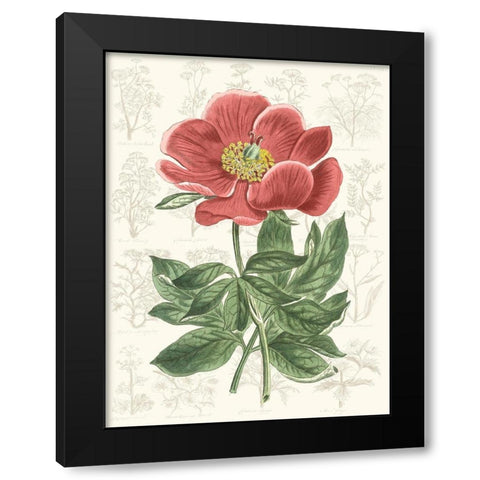 Peony Flower Garden II Black Modern Wood Framed Art Print with Double Matting by Vision Studio