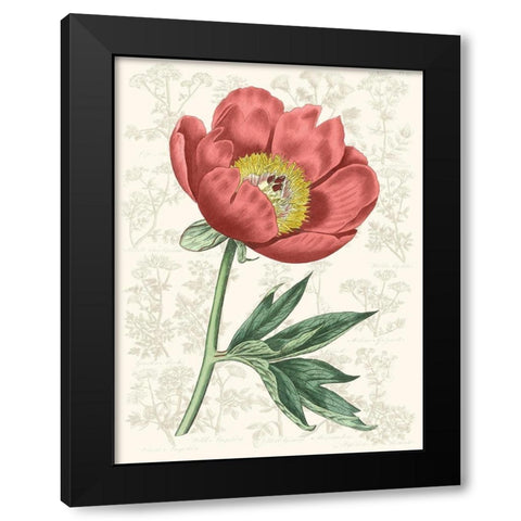 Peony Flower Garden III Black Modern Wood Framed Art Print by Vision Studio