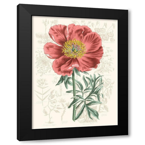 Peony Flower Garden IV Black Modern Wood Framed Art Print with Double Matting by Vision Studio