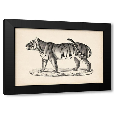 Brodtmann Male Tiger Black Modern Wood Framed Art Print by Brodtmann