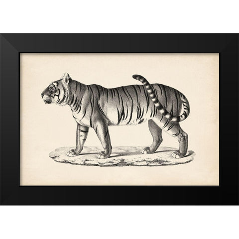 Brodtmann Male Tiger Black Modern Wood Framed Art Print by Brodtmann