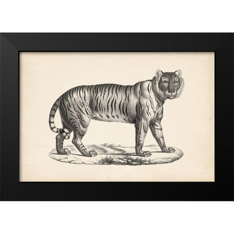 Brodtmann Female Tiger Black Modern Wood Framed Art Print by Brodtmann