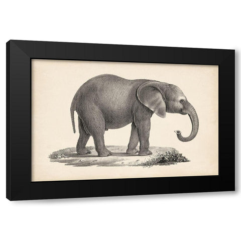 Brodtmann Young Elephant Black Modern Wood Framed Art Print with Double Matting by Brodtmann