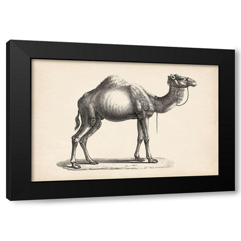 Brodtmann Dromedary Black Modern Wood Framed Art Print with Double Matting by Brodtmann