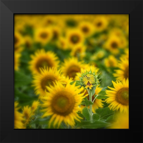 Wild III Black Modern Wood Framed Art Print by PHBurchett