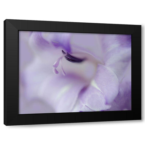 A Gift in Purple I Black Modern Wood Framed Art Print with Double Matting by Hunt, Gillian