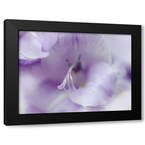 A Gift in Purple II Black Modern Wood Framed Art Print with Double Matting by Hunt, Gillian
