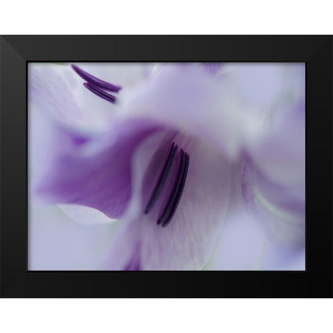 A Gift in Purple III Black Modern Wood Framed Art Print by Hunt, Gillian