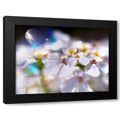 Jewels of the Enchanted Forest I Black Modern Wood Framed Art Print with Double Matting by Hunt, Gillian