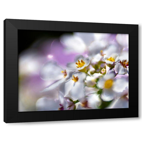 Jewels of the Enchanted Forest II Black Modern Wood Framed Art Print with Double Matting by Hunt, Gillian