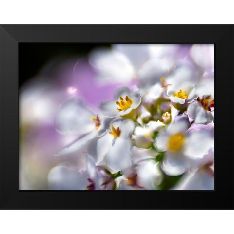 Jewels of the Enchanted Forest II Black Modern Wood Framed Art Print by Hunt, Gillian