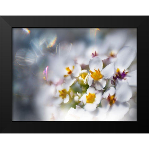 Jewels of the Enchanted Forest IV Black Modern Wood Framed Art Print by Hunt, Gillian