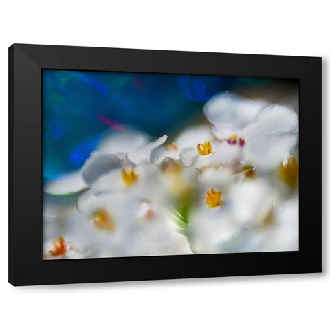 Jewels of the Enchanted Forest V Black Modern Wood Framed Art Print by Hunt, Gillian