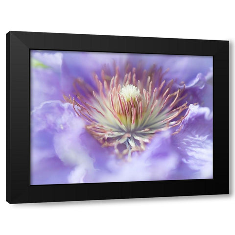 Heart of the Camelia I Black Modern Wood Framed Art Print with Double Matting by Hunt, Gillian