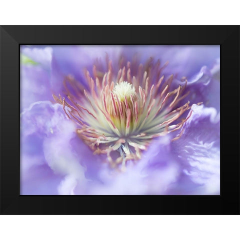 Heart of the Camelia I Black Modern Wood Framed Art Print by Hunt, Gillian