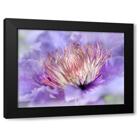 Heart of the Camelia III Black Modern Wood Framed Art Print with Double Matting by Hunt, Gillian