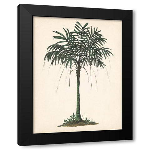 Palm Tree Study II Black Modern Wood Framed Art Print with Double Matting by Wang, Melissa