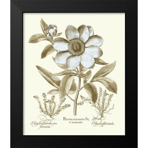 Spa Peonies I Black Modern Wood Framed Art Print by Besler, Basilius