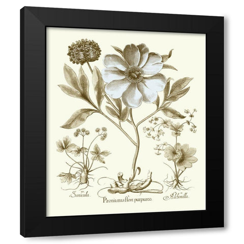 Spa Peonies II Black Modern Wood Framed Art Print by Besler, Basilius