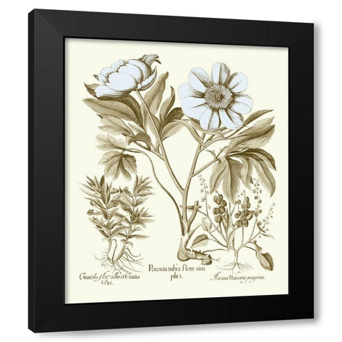 Spa Peonies IV Black Modern Wood Framed Art Print by Besler, Basilius
