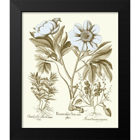 Spa Peonies IV Black Modern Wood Framed Art Print by Besler, Basilius