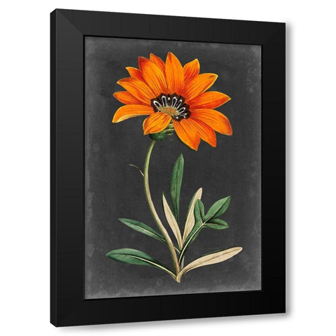 Dramatic Floral I Black Modern Wood Framed Art Print with Double Matting by Curtis