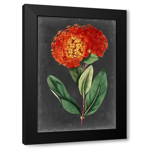 Dramatic Floral II Black Modern Wood Framed Art Print with Double Matting by Curtis