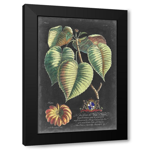 Dramatic Royal Botanical I Black Modern Wood Framed Art Print with Double Matting by Ehret, George