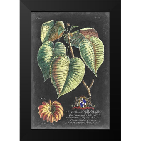 Dramatic Royal Botanical I Black Modern Wood Framed Art Print by Ehret, George