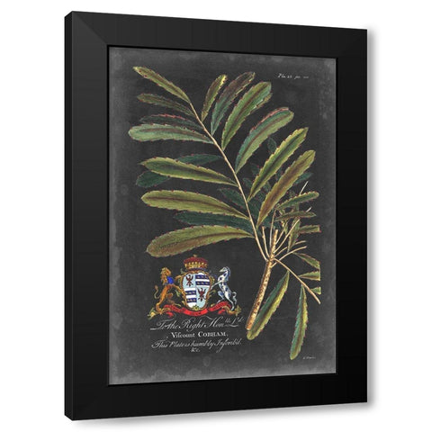 Dramatic Royal Botanical III Black Modern Wood Framed Art Print with Double Matting by Ehret, George