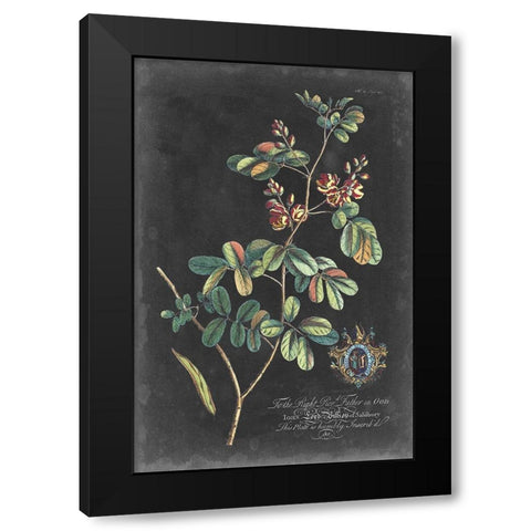 Dramatic Royal Botanical IV Black Modern Wood Framed Art Print with Double Matting by Ehret, George