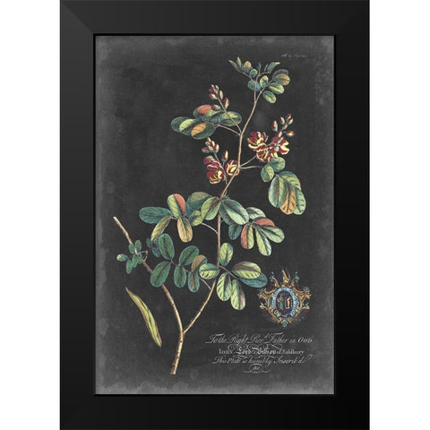 Dramatic Royal Botanical IV Black Modern Wood Framed Art Print by Ehret, George