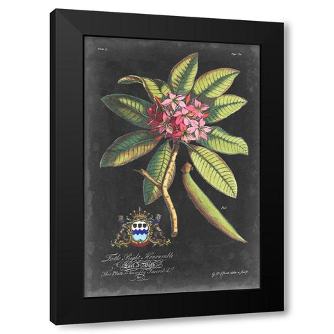 Dramatic Royal Botanical V Black Modern Wood Framed Art Print with Double Matting by Ehret, George