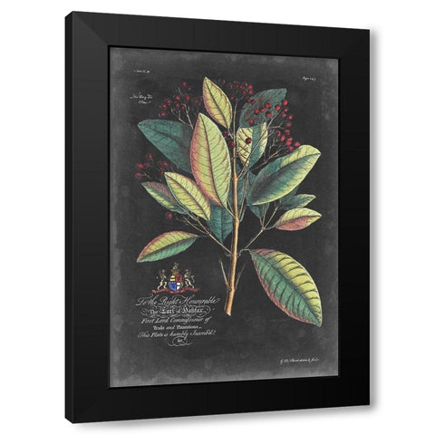 Dramatic Royal Botanical VI Black Modern Wood Framed Art Print with Double Matting by Ehret, George