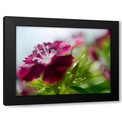 Glorious in Red I Black Modern Wood Framed Art Print with Double Matting by Hunt, Gillian