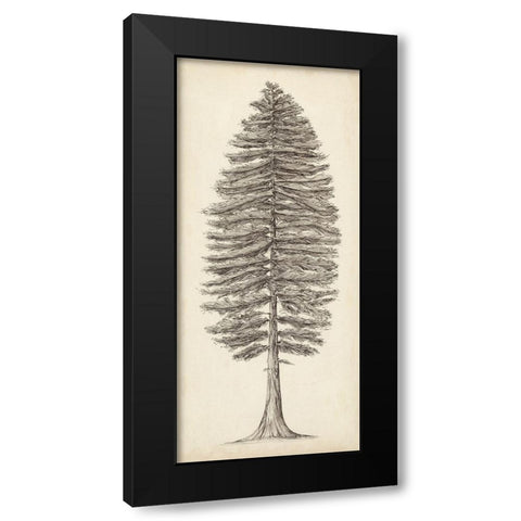 Pacific Northwest Tree Sketch II Black Modern Wood Framed Art Print with Double Matting by Wang, Melissa