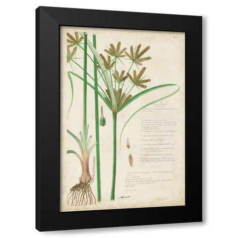 Descubes Botanical Grass I Black Modern Wood Framed Art Print with Double Matting by Descubes, A.