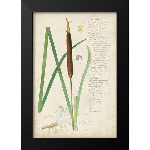 Descubes Botanical Grass II Black Modern Wood Framed Art Print by Descubes, A.