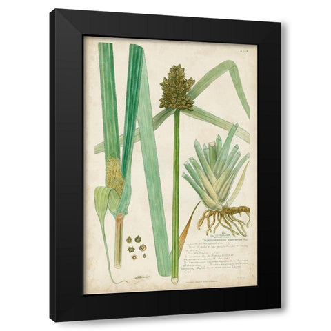 Descubes Botanical Grass III Black Modern Wood Framed Art Print by Descubes, A.