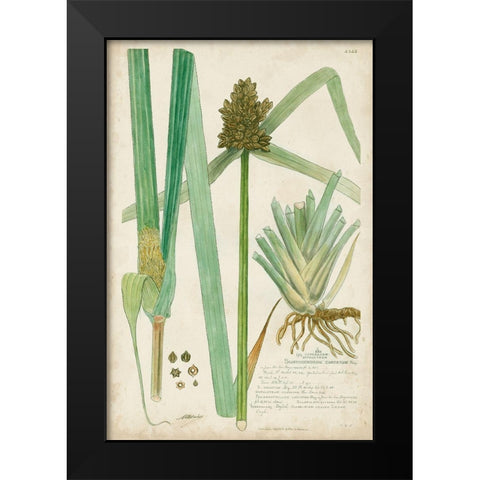 Descubes Botanical Grass III Black Modern Wood Framed Art Print by Descubes, A.