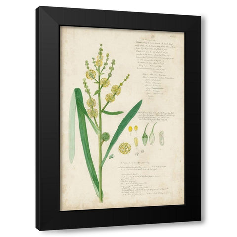 Descubes Botanical Grass IV Black Modern Wood Framed Art Print with Double Matting by Descubes, A.