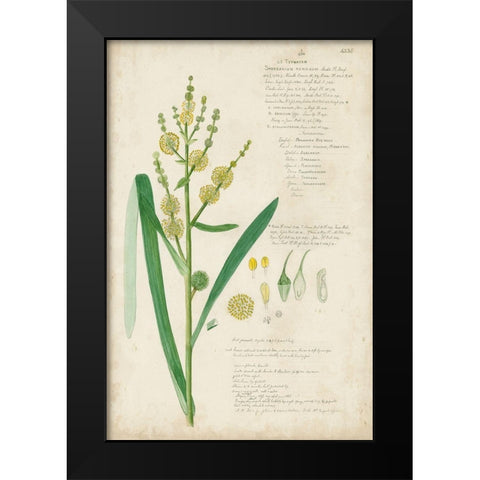 Descubes Botanical Grass IV Black Modern Wood Framed Art Print by Descubes, A.