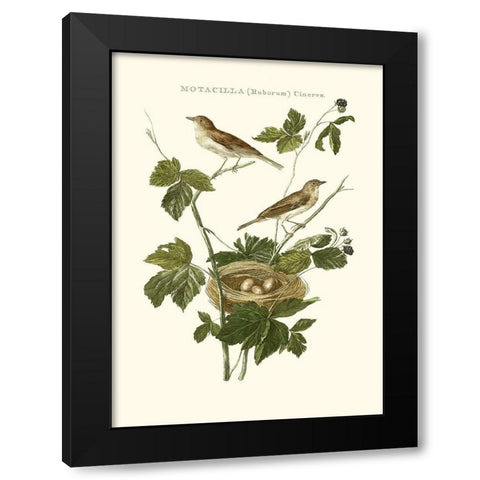 Nozeman White Throat Blackberry Black Modern Wood Framed Art Print with Double Matting by Nozeman