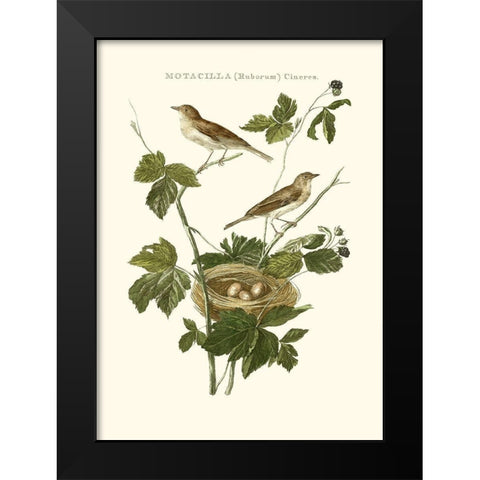 Nozeman White Throat Blackberry Black Modern Wood Framed Art Print by Nozeman