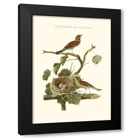 Nozeman Common Teal Nest Black Modern Wood Framed Art Print by Nozeman