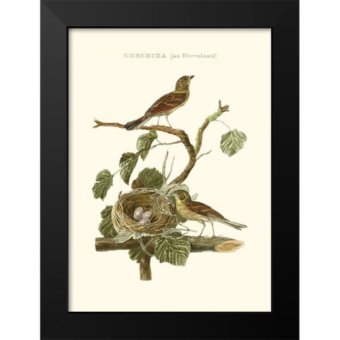 Nozeman Common Teal Nest Black Modern Wood Framed Art Print by Nozeman