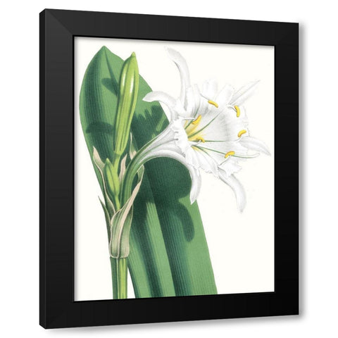 Floral Beauty I Black Modern Wood Framed Art Print with Double Matting by Vision Studio