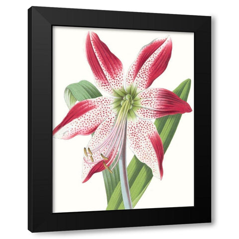 Floral Beauty II Black Modern Wood Framed Art Print with Double Matting by Vision Studio