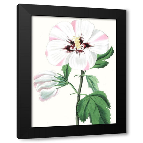 Floral Beauty III Black Modern Wood Framed Art Print with Double Matting by Vision Studio